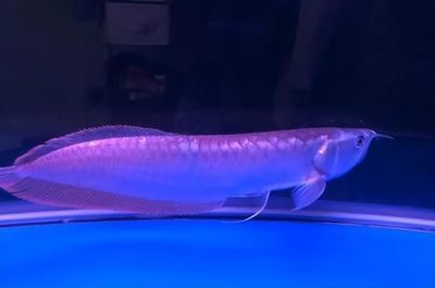 銀龍魚活餌喂食頻率指南：銀龍魚喂食頻率指南