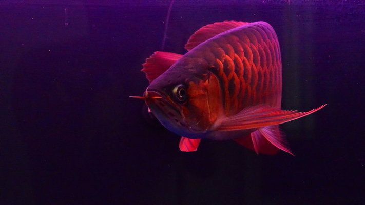 紅龍魚的發色特點：紅龍魚發色燈光設置技巧紅龍魚發色技巧