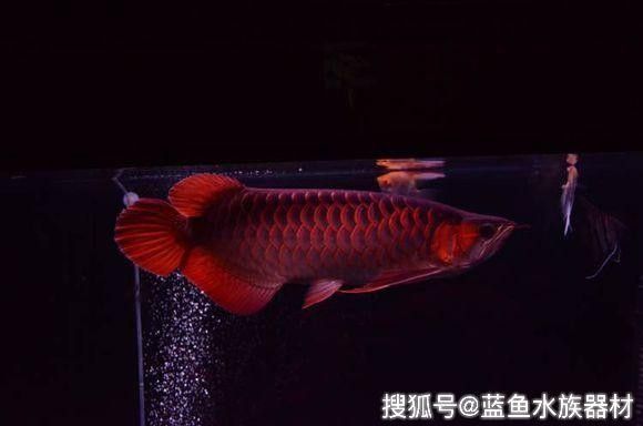 龍魚突然瘋狂撞缸什么原因造成的
