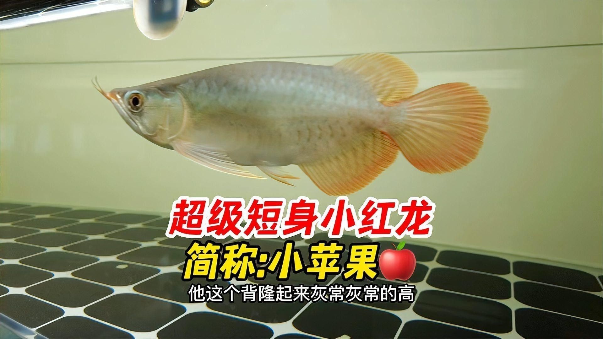 短身紅龍魚視頻
