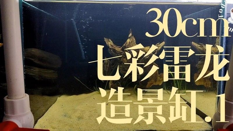 雷龍魚缸布置效果圖