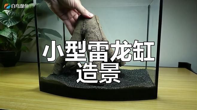 雷龍魚缸布置效果圖