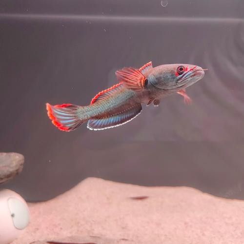 雷龍魚缸布置效果圖