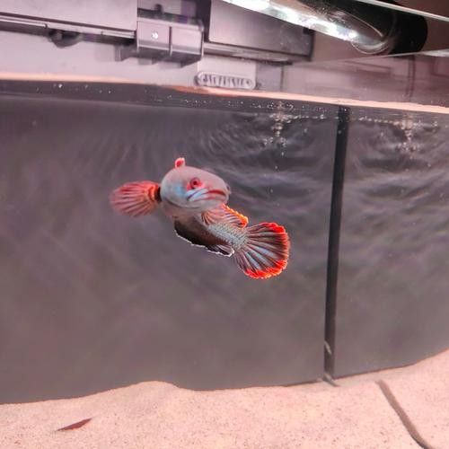 雷龍魚缸布置效果圖