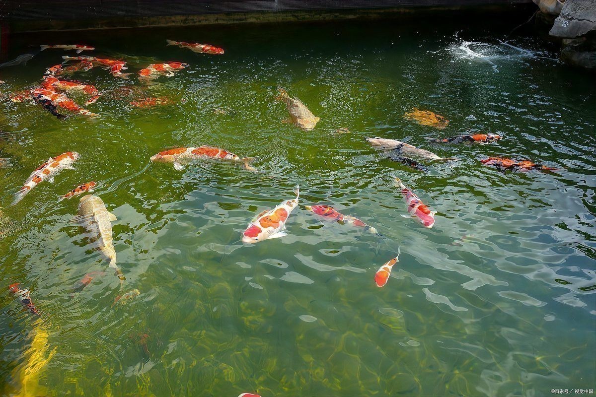 龍魚炸鱗期間需要多久停食？