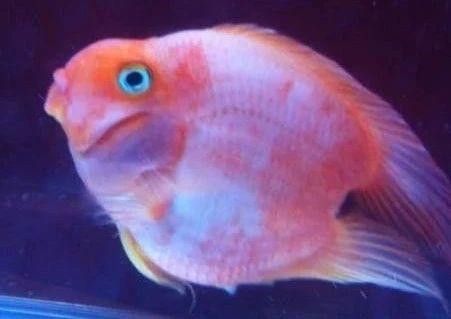 龍魚炸鱗期間需要多久停食？