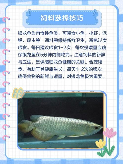 小銀龍魚怎么養及喂養技巧圖片
