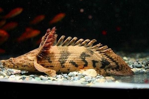 最好看的恐龍魚，恐龍魚品種鑒別技巧，水族箱布置恐龍魚指南，恐龍魚日常護理要點