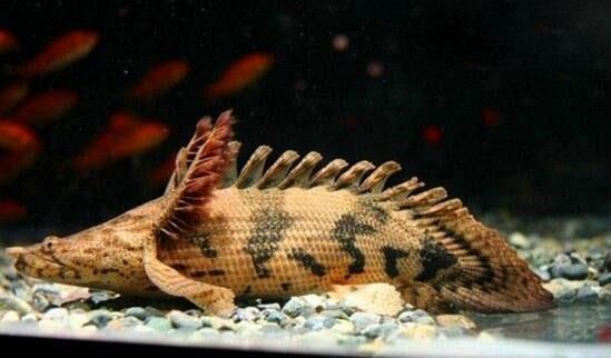 最好看的恐龍魚，恐龍魚品種鑒別技巧，水族箱布置恐龍魚指南，恐龍魚日常護理要點