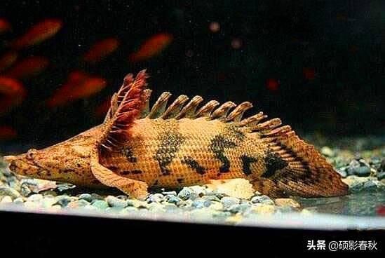 最好看的恐龍魚，恐龍魚品種鑒別技巧，水族箱布置恐龍魚指南，恐龍魚日常護理要點