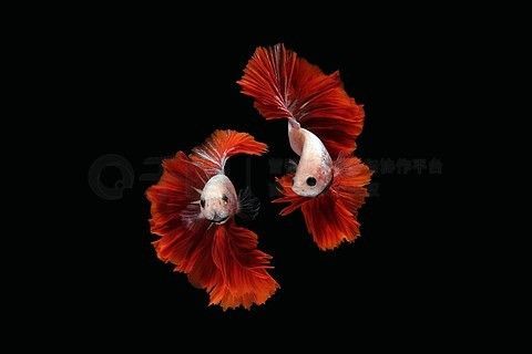 龍魚黑色背景是什么品種：龍魚黑色背景是什么品種龍魚黑色背景是什么品種