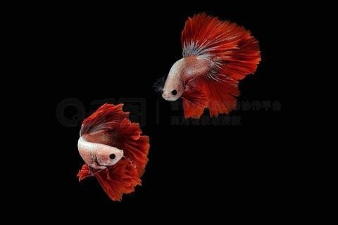 龍魚黑色背景是什么品種：龍魚黑色背景是什么品種龍魚黑色背景是什么品種