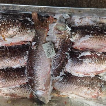 保定龍魚回收價(jià)格多少錢