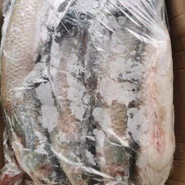 保定龍魚回收價(jià)格多少錢