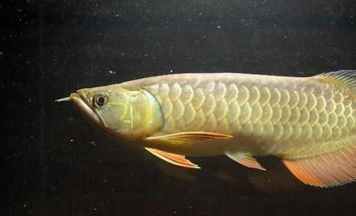 養龍魚溫度控制在幾度合適呢：養龍魚適宜的水溫控制在26-之間
