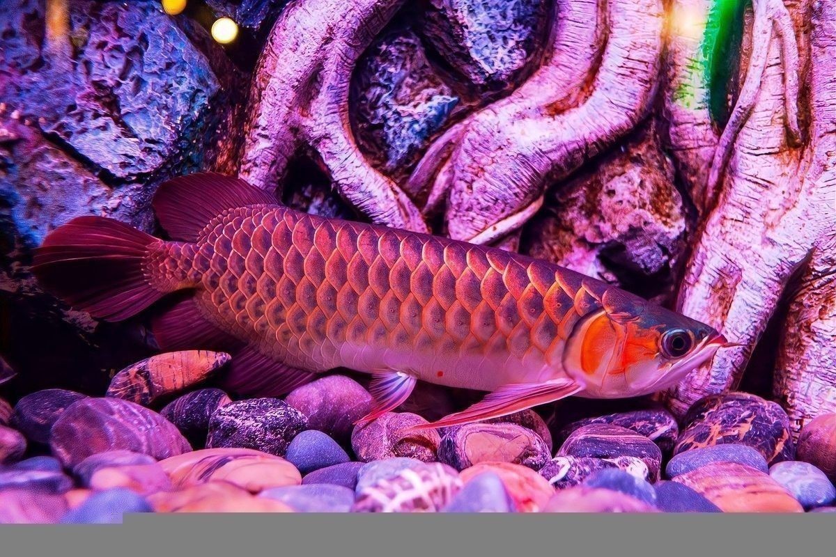 龍魚品種價格及圖片欣賞
