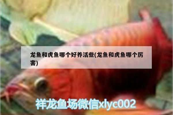 龍魚和虎魚誰厲害：龍魚與虎魚混養注意事項,觀賞魚市場龍魚價格