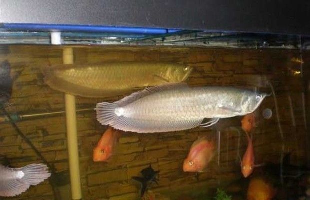 銀龍魚老往一邊不回游怎么回事（銀龍魚老往一邊不回游怎么回事銀龍魚老往一邊不回游）