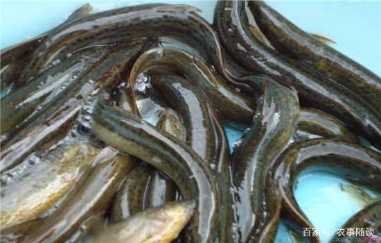 龍魚翹嘴還是平嘴好釣：龍魚翹嘴和平嘴的相關信息，