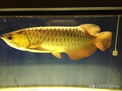 萬龍魚外形（萬龍魚品種的特征，過背金龍、紅龍魚、青龍、青龍等）
