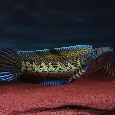 黃金眼鏡蛇雷龍魚苗好養嗎，黃金眼鏡蛇雷龍魚的飼養方法