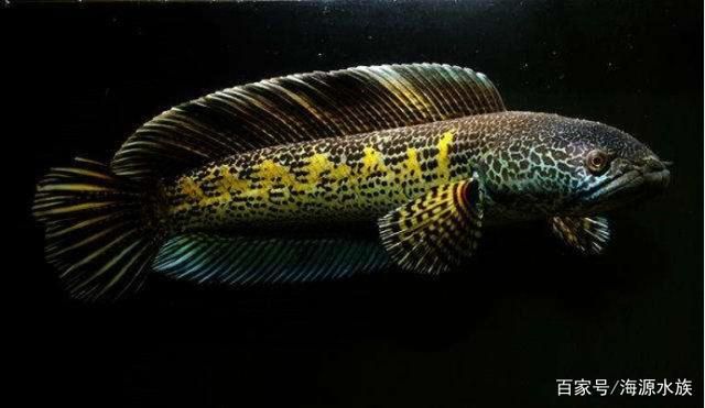 黃金眼鏡蛇雷龍魚苗好養嗎，黃金眼鏡蛇雷龍魚的飼養方法