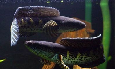 黃金眼鏡蛇雷龍魚苗好養嗎，黃金眼鏡蛇雷龍魚的飼養方法