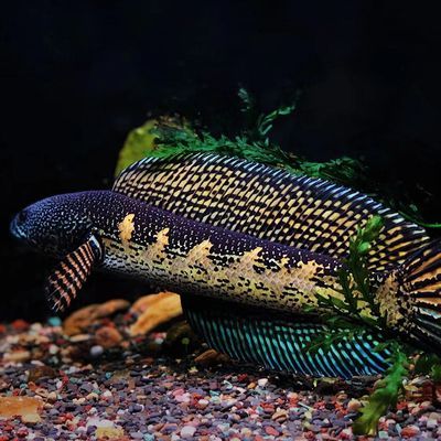 黃金眼鏡蛇雷龍魚苗好養嗎，黃金眼鏡蛇雷龍魚的飼養方法