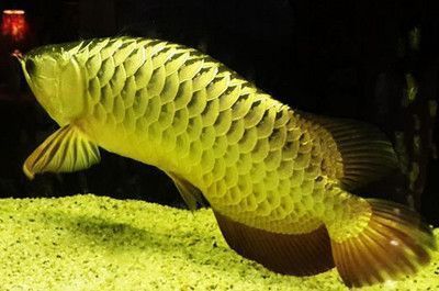 龍魚翹尾巴怎么回事?。糊堲~翹尾巴可能由多種因素引起，