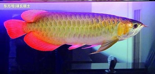 招財金龍魚能擺在家里客廳嗎風水好嗎（家中擺放魚缸可以招財旺運嗎？）