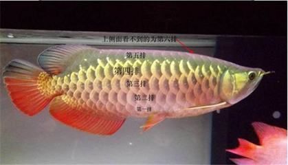 金龍魚發色階段圖：金龍魚的發色是一個漸進的過程