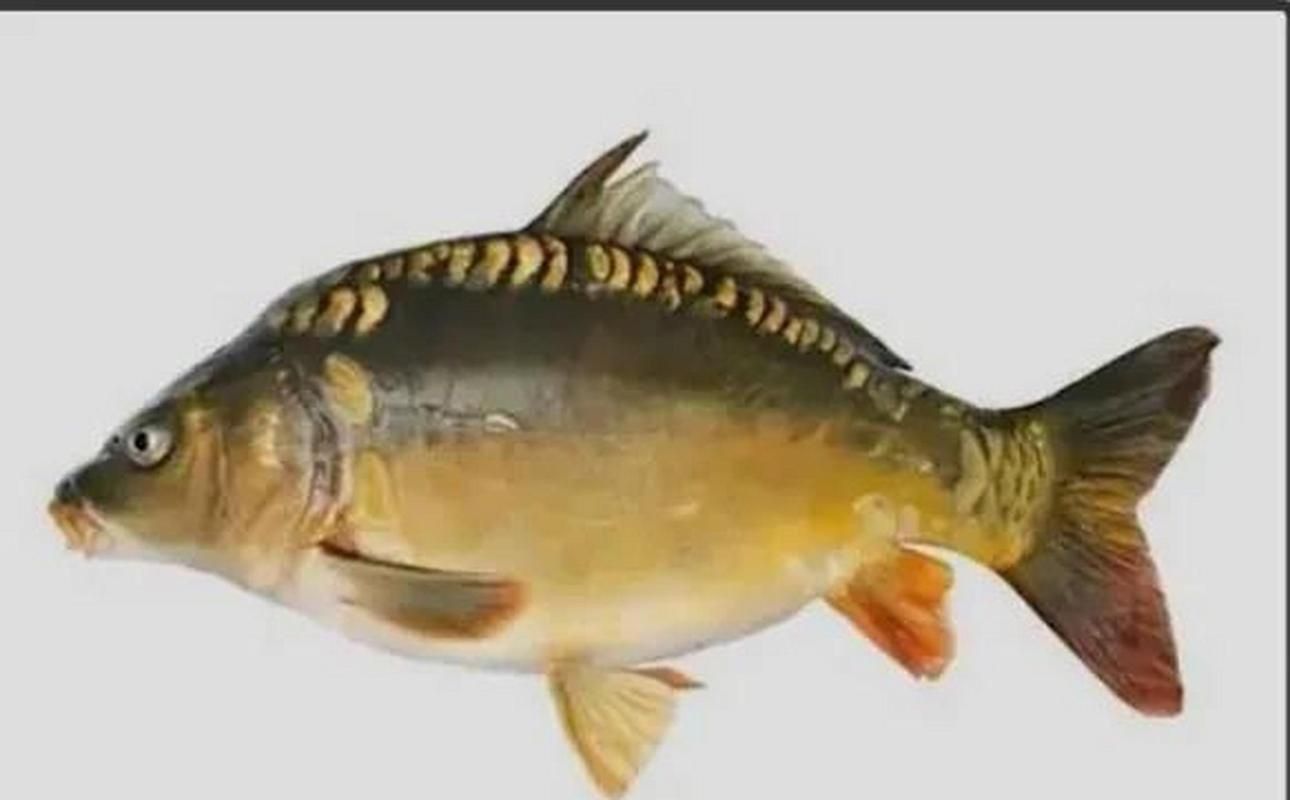 鯉魚三道鱗圖片