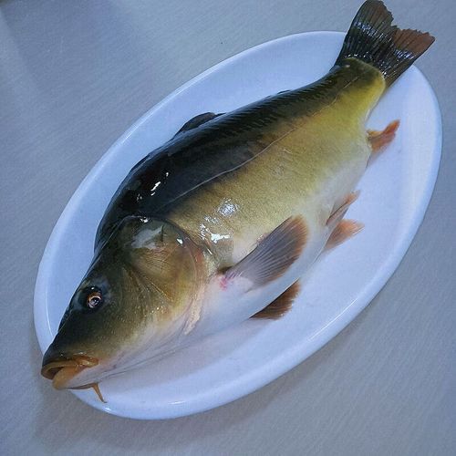 鯉魚三道鱗圖片