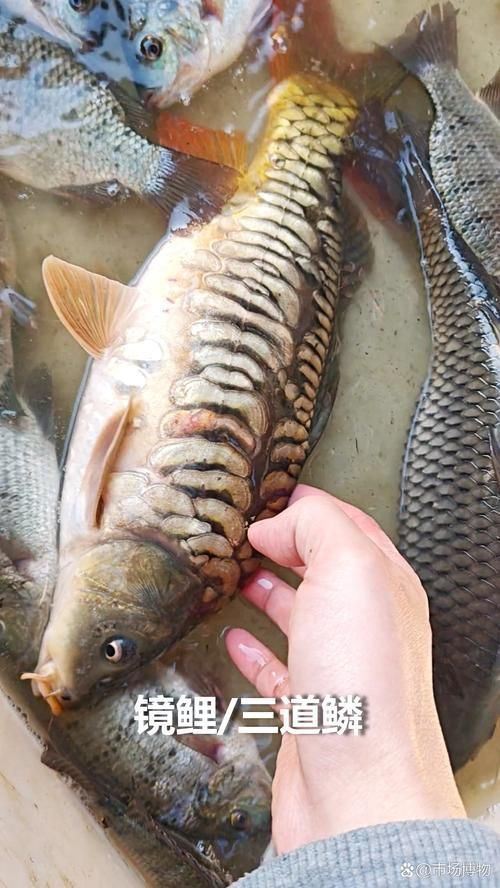 鯉魚三道鱗圖片