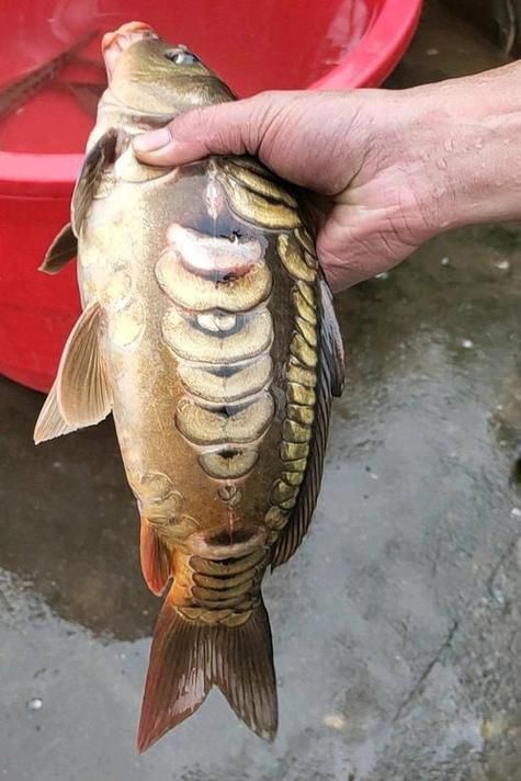 鯉魚三道鱗圖片