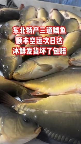 鯉魚三道鱗圖片