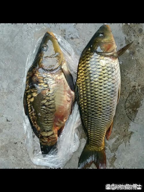 鯉魚三道鱗圖片