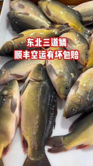 鯉魚三道鱗圖片