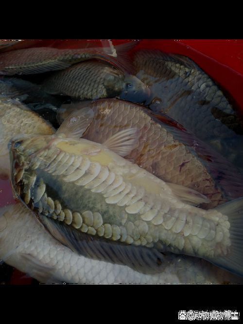 鯉魚三道鱗圖片