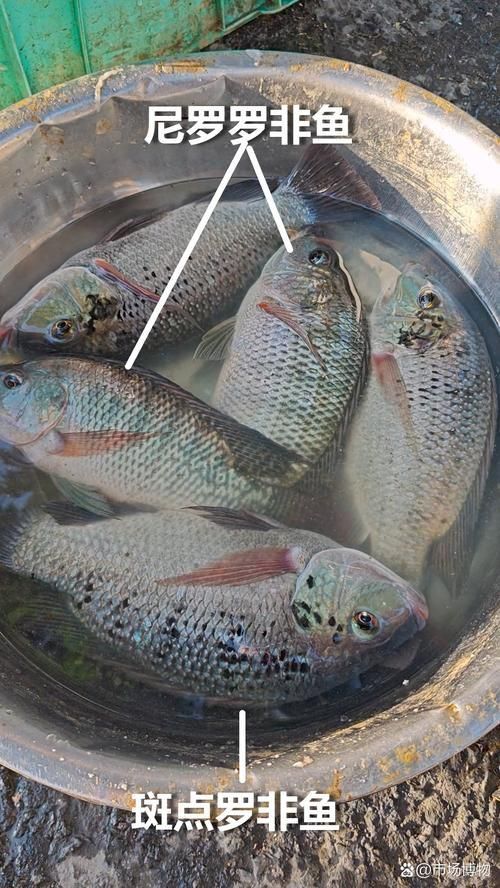 鯉魚三道鱗圖片