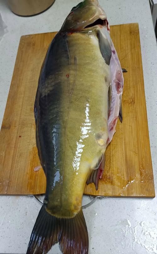 鯉魚三道鱗圖片