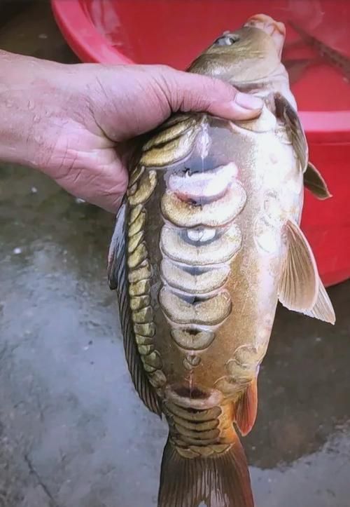 鯉魚三道鱗圖片