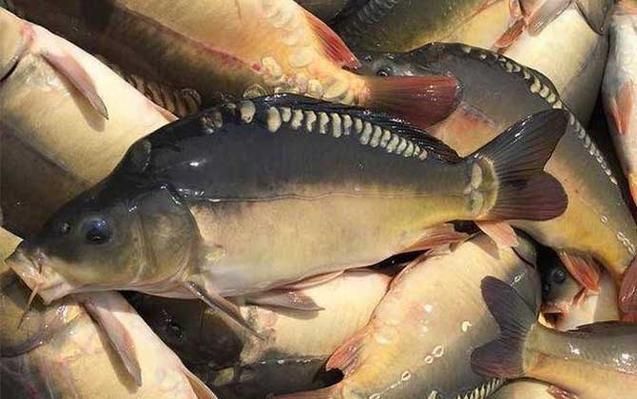 鯉魚三道鱗圖片
