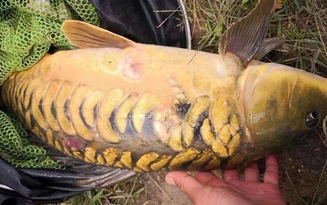 鯉魚三道鱗圖片