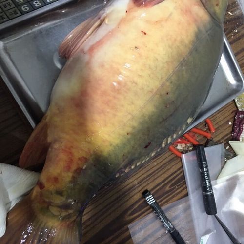 鯉魚三道鱗圖片