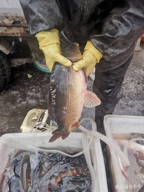 鯉魚三道鱗圖片