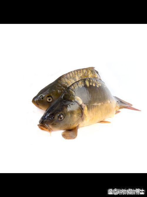 鯉魚三道鱗圖片