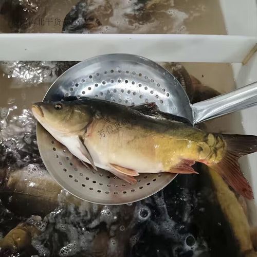 鯉魚三道鱗圖片