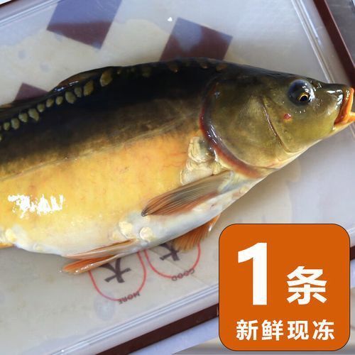 鯉魚三道鱗圖片