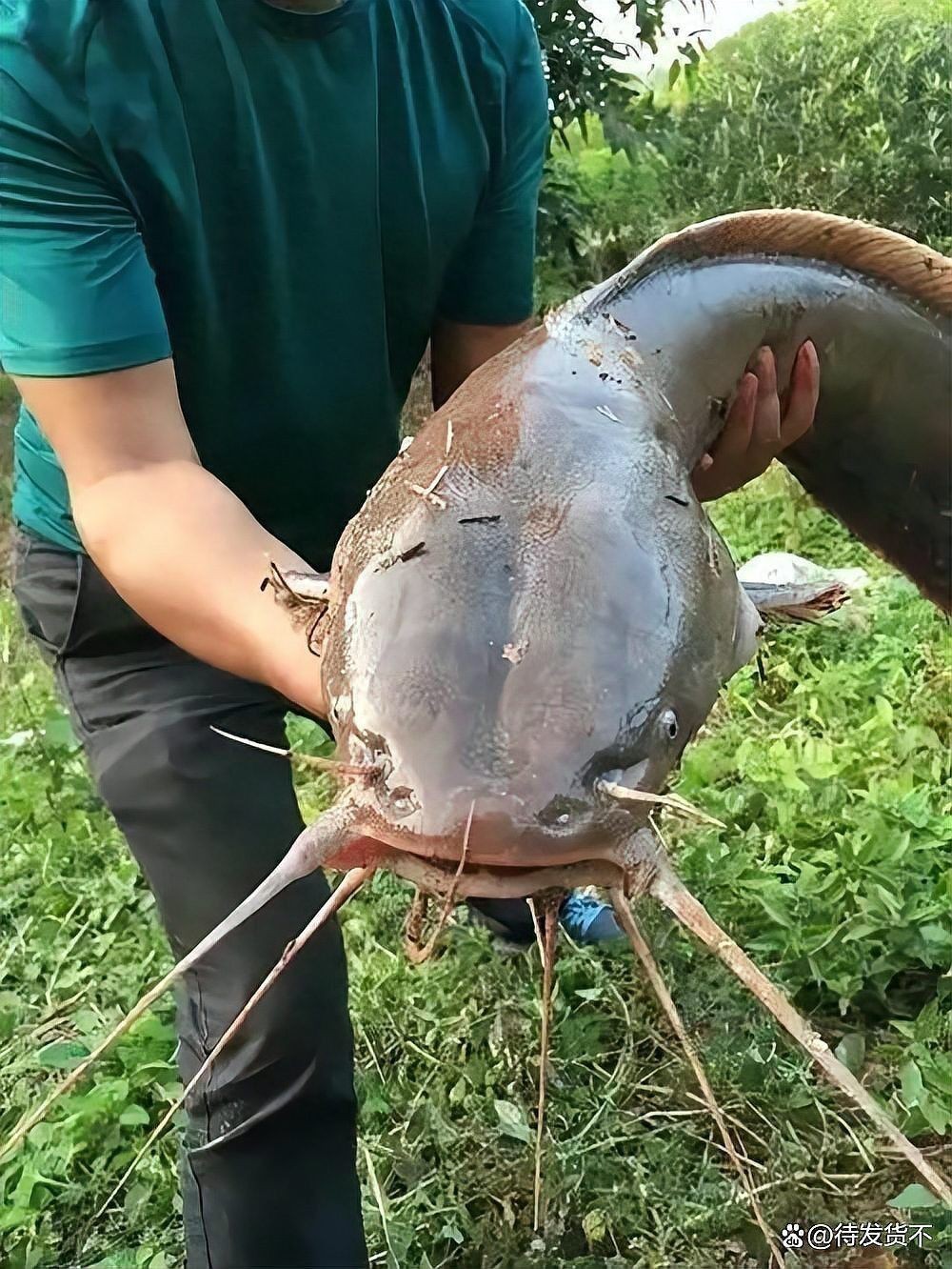 鯉魚三道鱗圖片